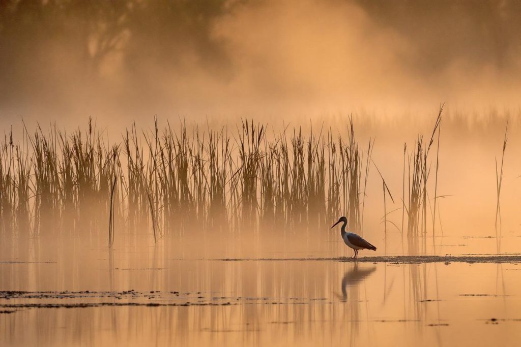Échassier solitaire dans un marais brumeux au lever du soleil