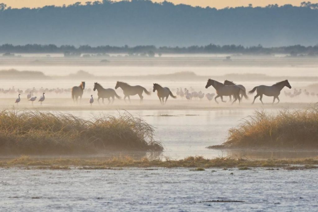 Plus inspirante que Arles, plus tranquille que Nîmes : la Camargue secrète