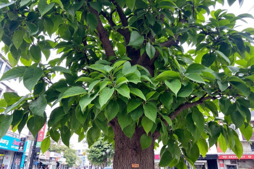 Grand arbre aux feuilles vertes dense dans une rue
