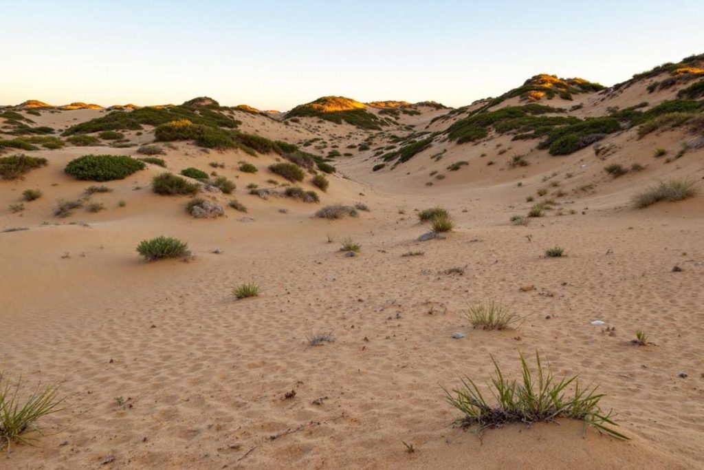 Oubliez la Dune du Pilat : cette plage landaise sauvage s’étend à perte de vue