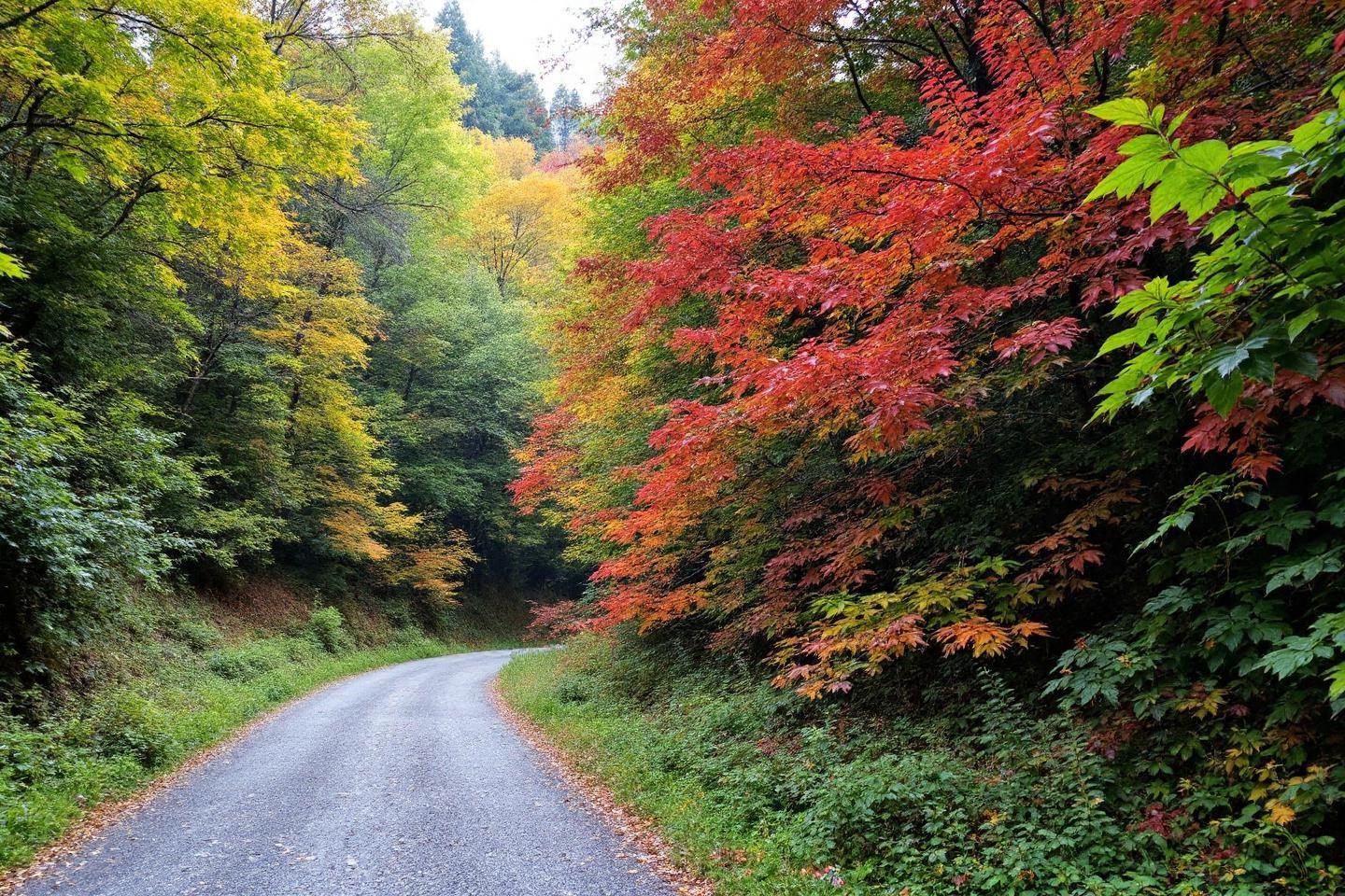 Chemin forestier sinueux bordé d'arbres aux feuilles automnales