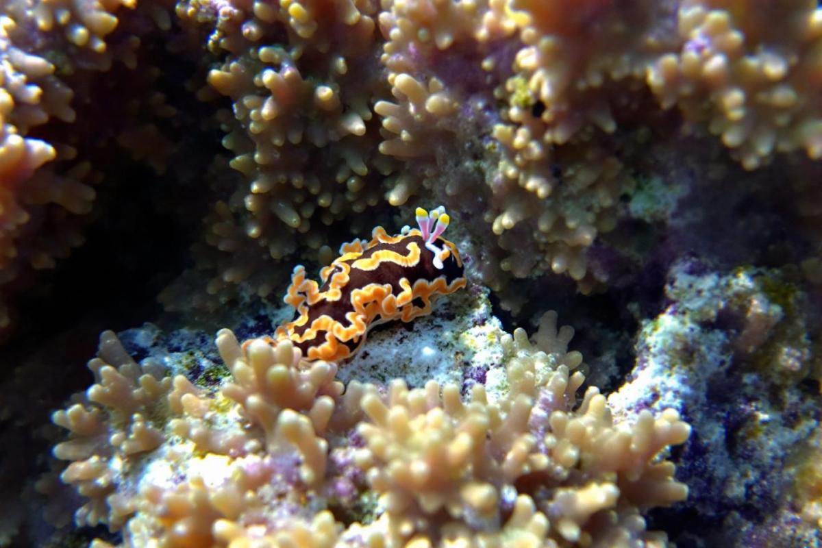 Snorkeling aux îles Gili : guide complet des meilleurs spots de plongée en Indonésie
