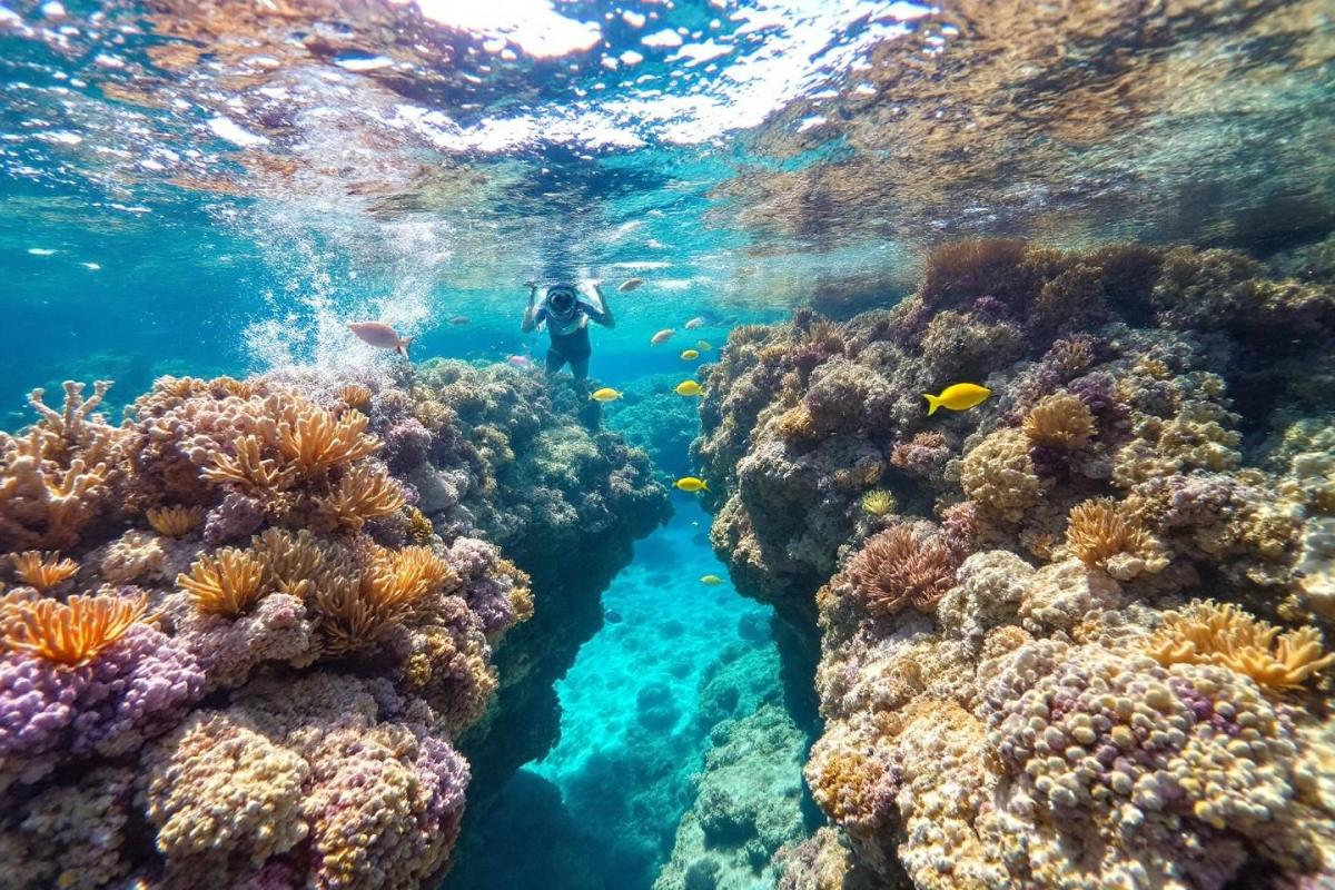 Snorkeling îles Medes : guide complet pour explorer les fonds marins de Catalogne